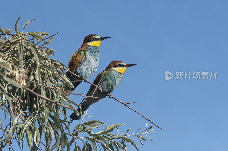 罗马尼亚多瑙河三角洲，坐在树上的欧洲食蜂鸟(Merops apiaster)